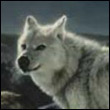 werwolf-kmw